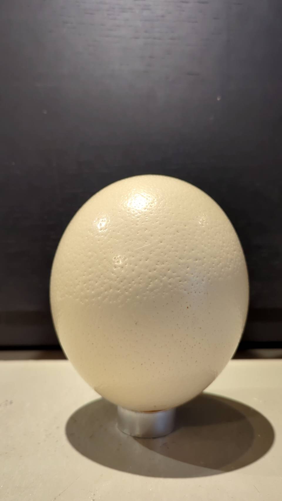 OSTRICH EGG