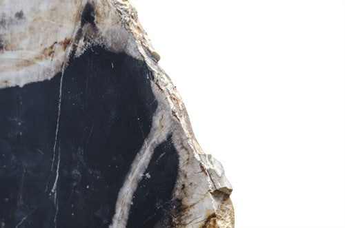 VERSMISSEN PETRIFIED WOOD SLICE