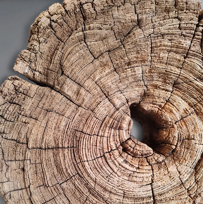 Driftwood Fragment