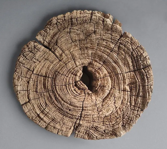 Driftwood Fragment