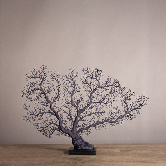 Sea Fan