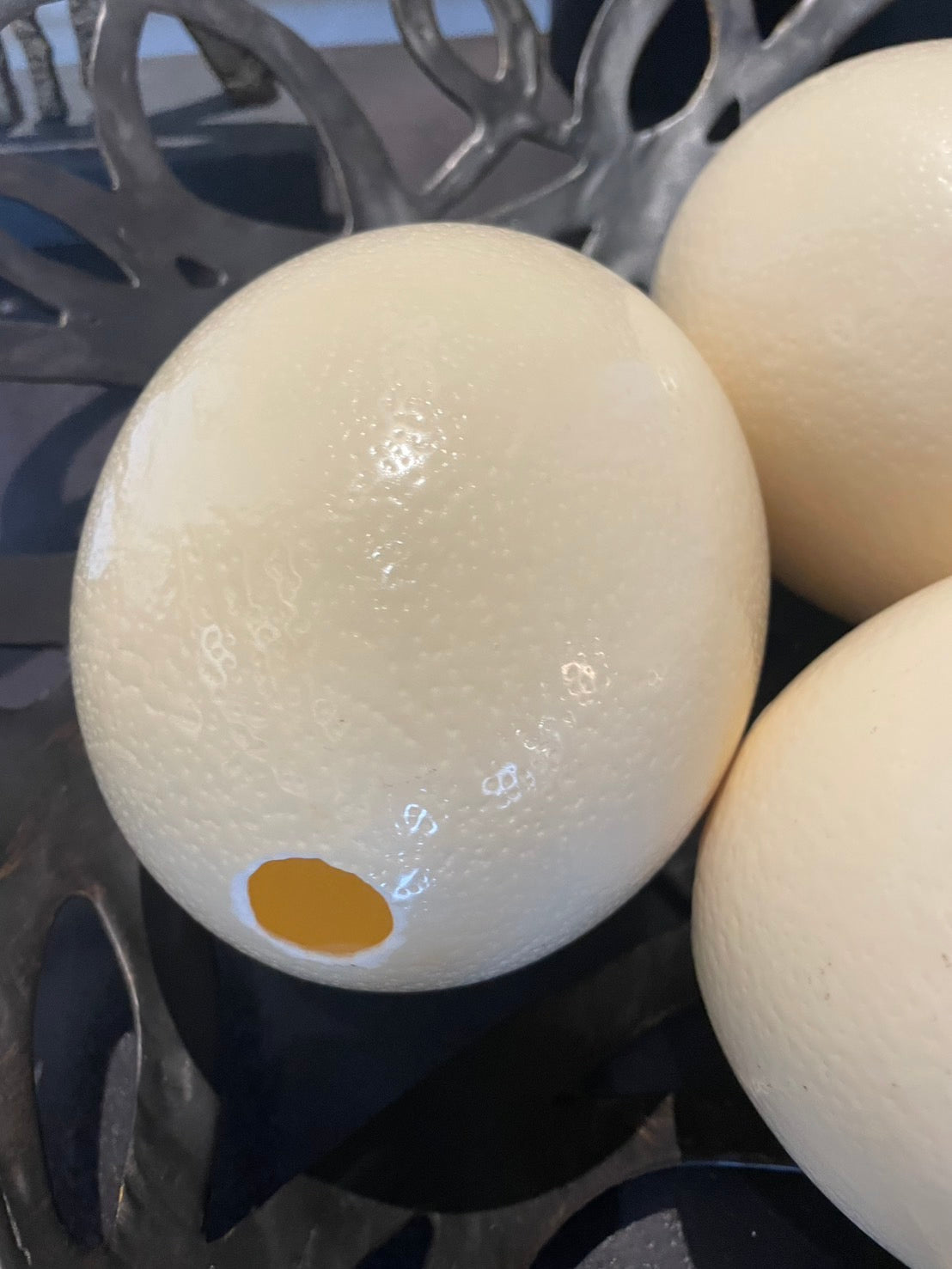 OSTRICH EGG