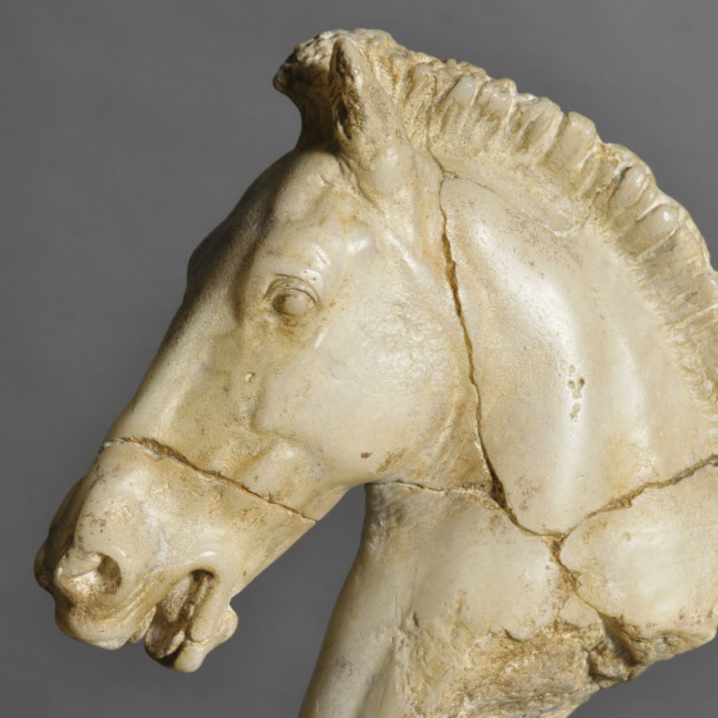 Monti's Horse Head